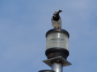 2. sija
Ruokaa odottaville
Riku Hietala