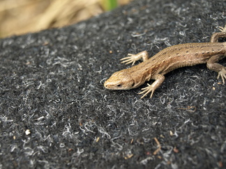 Ruuhasaari, sisilisko nauttii lämmöstä