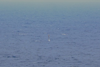 Jumping shark
Lauri Pulkkinen