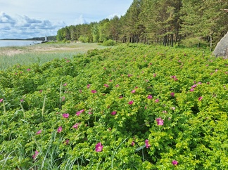 Kurttu
Ami Asikainen
