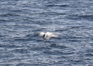 Saalistamassa
Lauri Pulkkinen