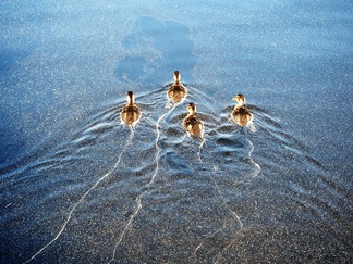 1. sija Sorsien vanavedessä