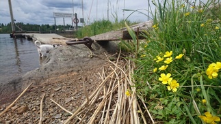 Leinikki ja lemmikki