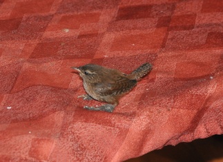 Peukaloisen retket Korkiassa