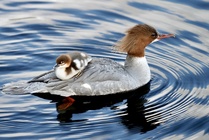 2. sija
Isokoskelon kyydissä
Kuvaaja: Tommi NÄrhi