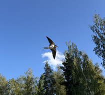 Laiturin asukki tähystää