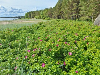 Kurttu
Ami Asikainen