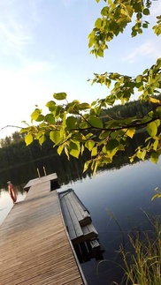 Juhannuskoivuja