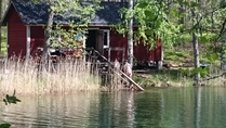 Uimarit